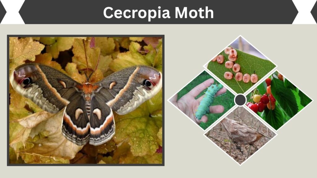 Cecropia Moth: Identification, Habitat, Lifespan & Life Cycle