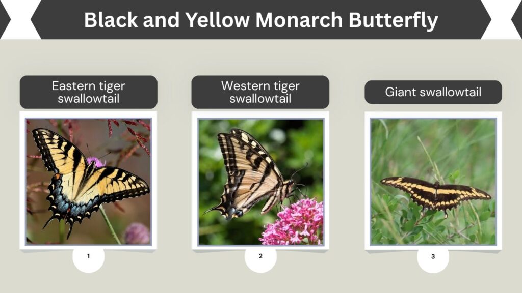 Black and Yellow Monarch Butterfly