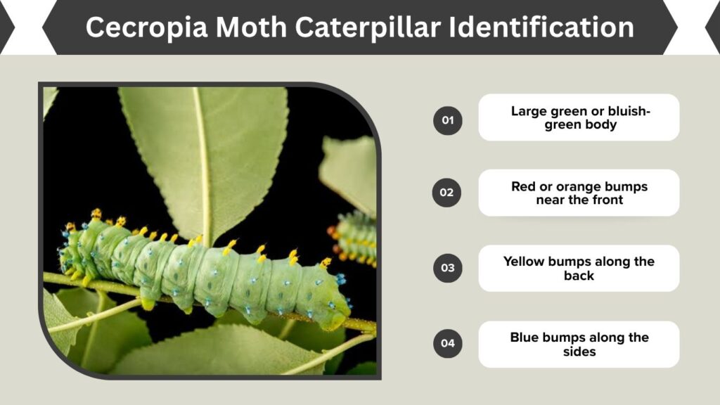 Cecropia Moth Caterpillar Identification