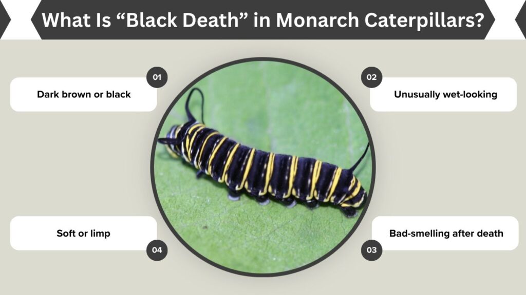 What Is “Black Death” in Monarch Caterpillars?
