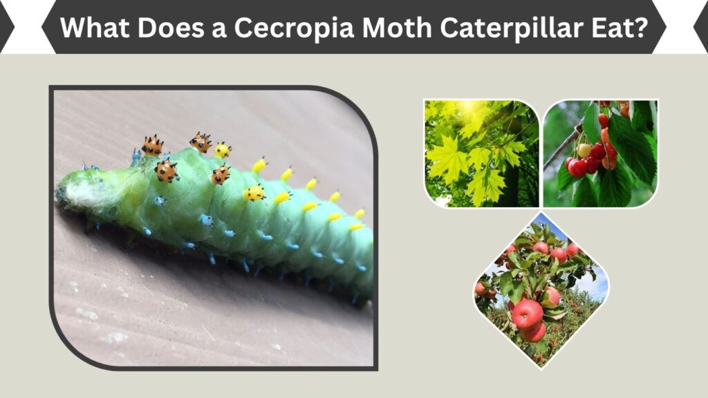 What Does a Cecropia Moth Caterpillar Eat?