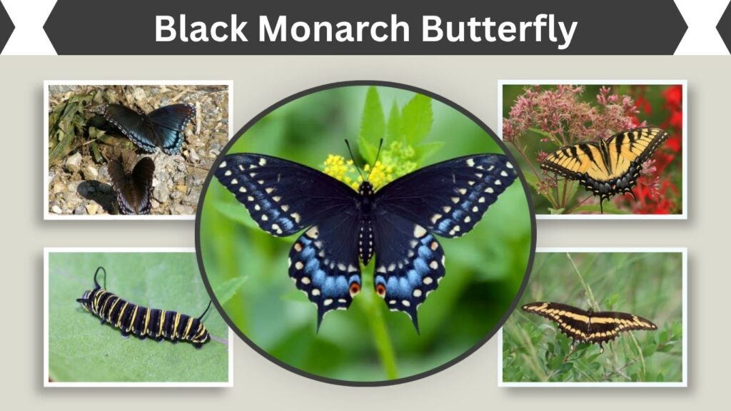 Black Monarch Butterfly: Is It Real or a Look-Alike?