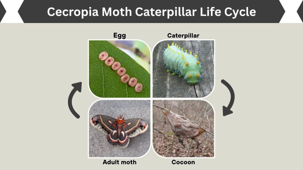 Cecropia Moth Caterpillar Life Cycle