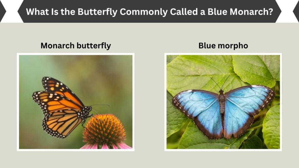 What Is the Butterfly Commonly Called a Blue Monarch?