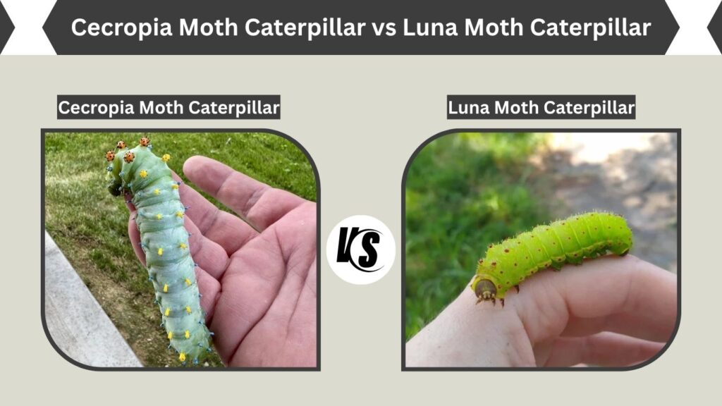Cecropia Moth Caterpillar vs Luna Moth Caterpillar
