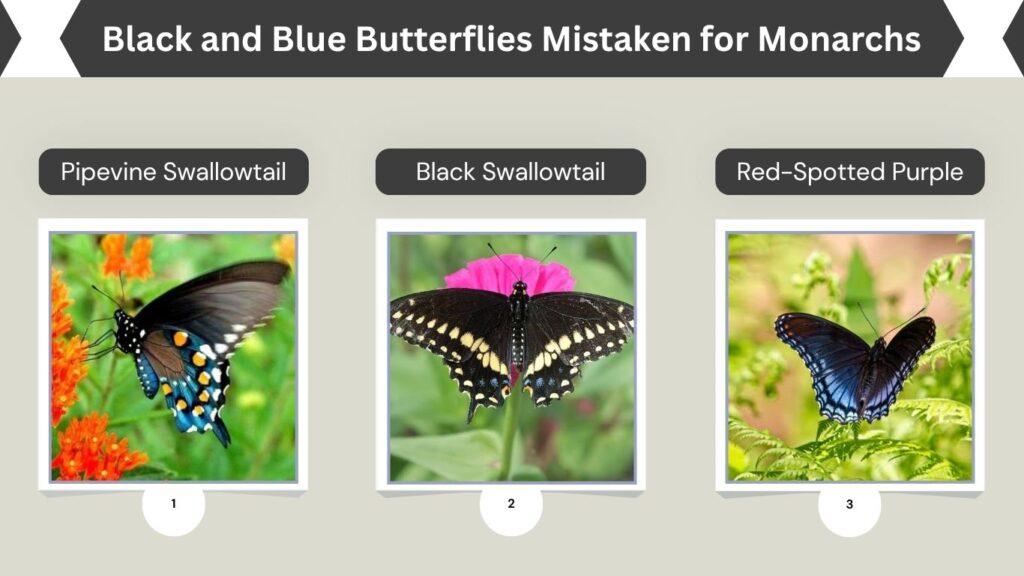Black and Blue Butterflies Mistaken for Monarchs