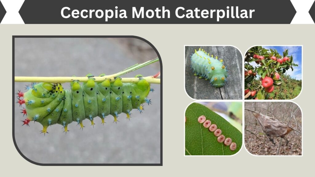 Cecropia Moth Caterpillar: Food, Cocoon and Life Cycle
