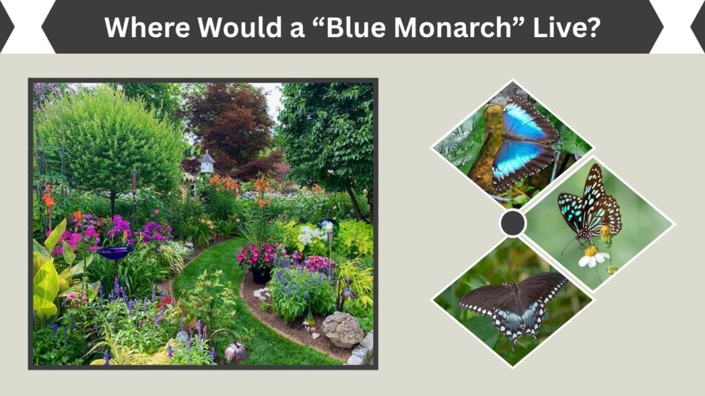 Where Would a “Blue Monarch” Live?