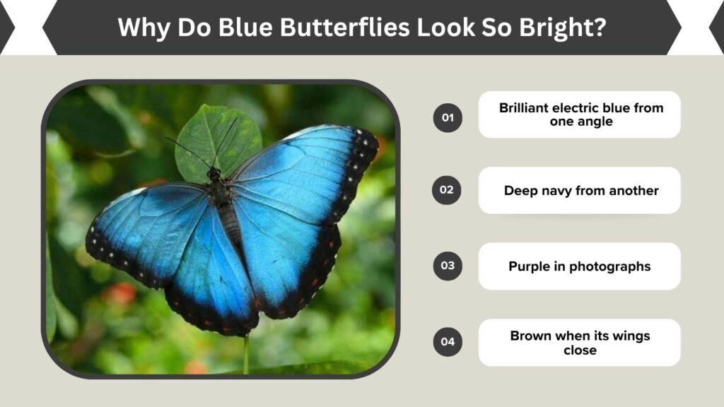 Why Do Blue Butterflies Look So Bright?