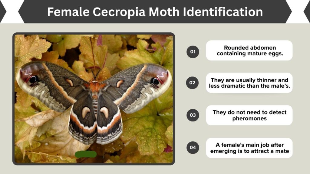 Female Cecropia Moth Identification