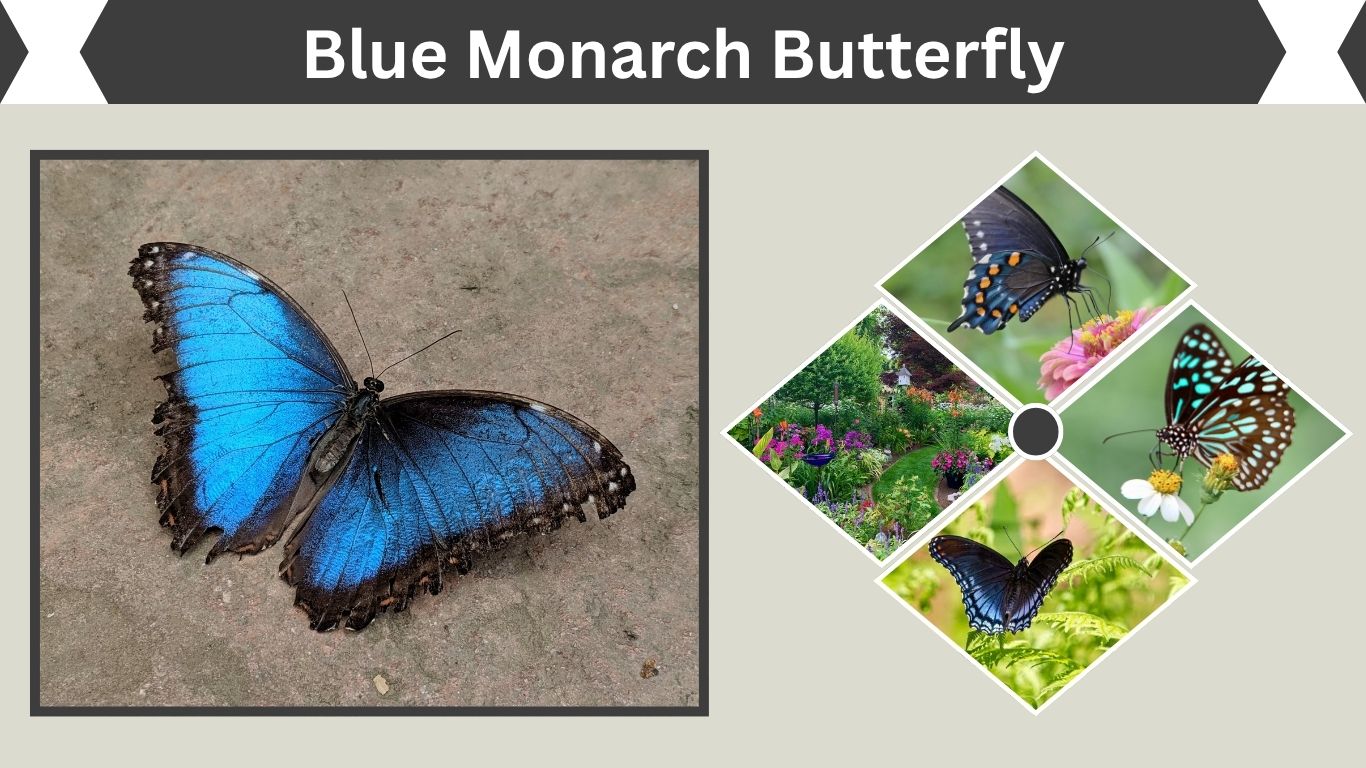 Blue Monarch Butterfly: Is It Real or a Look-Alike?
