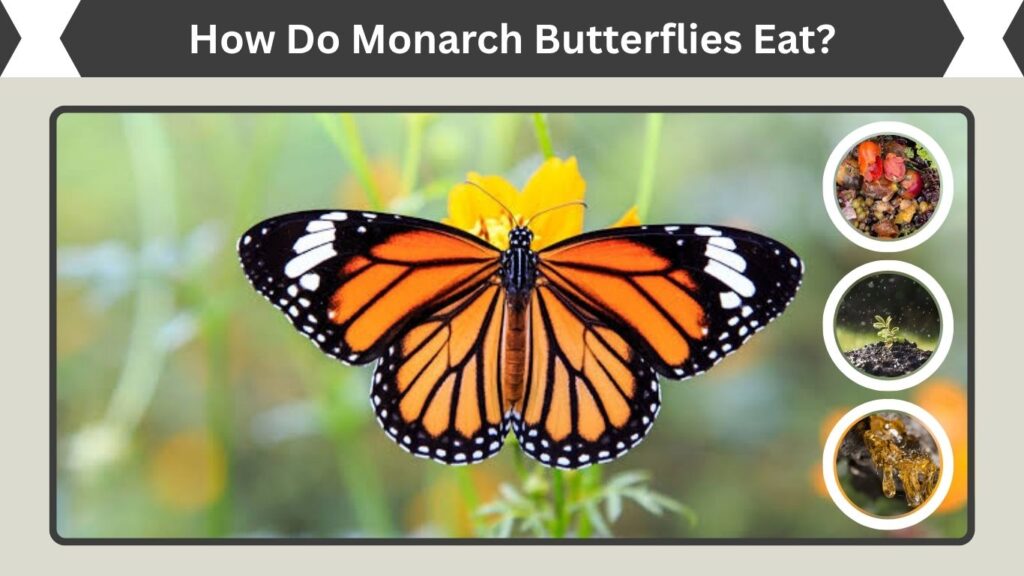 How Do Monarch Butterflies Eat?