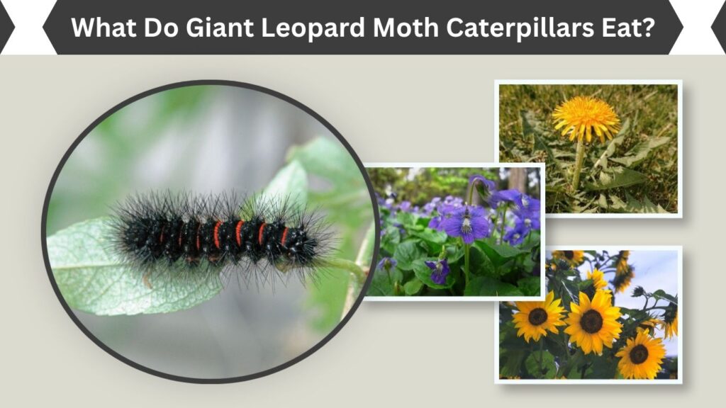 What Do Giant Leopard Moth Caterpillars Eat?
