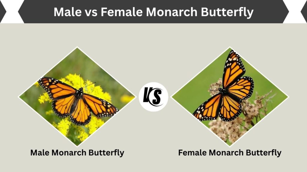Male vs Female Monarch Butterfly