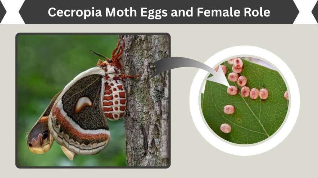 Cecropia Moth Eggs and Female Role
