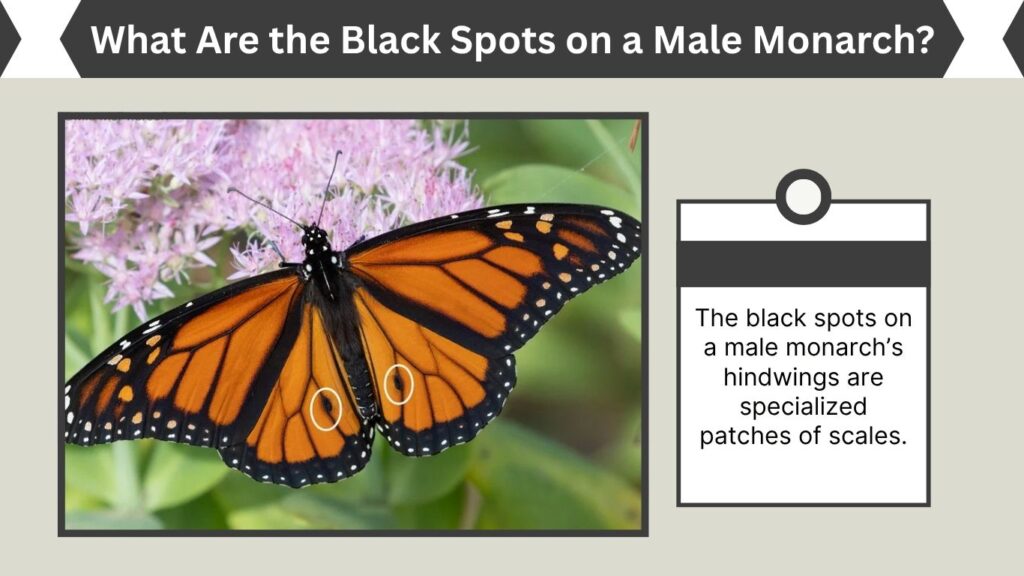 What Are the Black Spots on a Male Monarch?