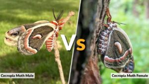 Cecropia Moth Male vs Female: Key Differences