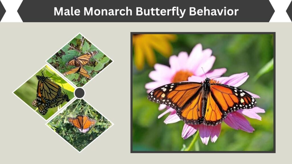 Male Monarch Butterfly Behavior