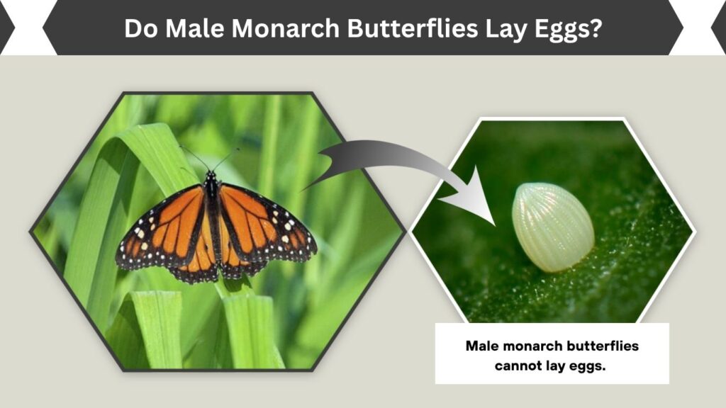 Do Male Monarch Butterflies Lay Eggs?