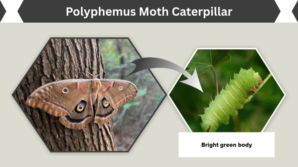 Polyphemus Moth Caterpillar
