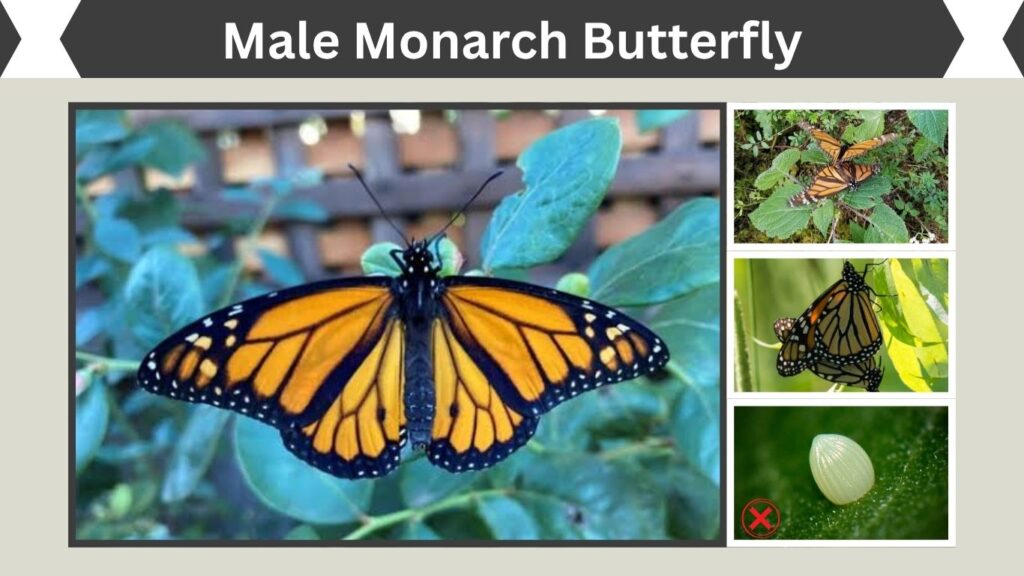 Male Monarch Butterfly: How to Identify Males and Females
