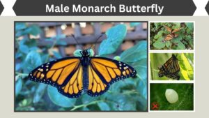 Male Monarch Butterfly: How to Identify Males and Females