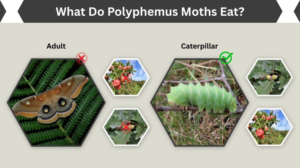 What Do Polyphemus Moths Eat?