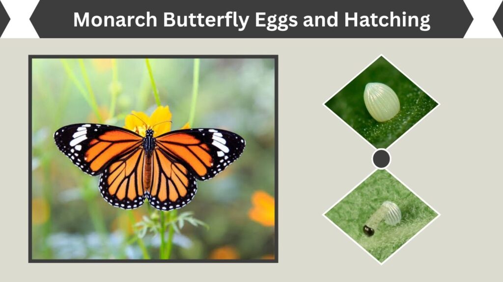 Monarch Butterfly Eggs and Hatching