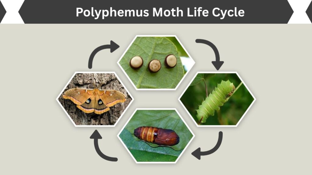 Polyphemus Moth Life Cycle
