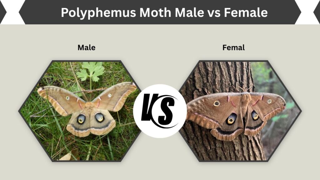 Polyphemus Moth Male vs Female