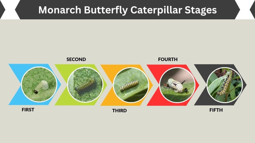 Monarch Butterfly Caterpillar Stages