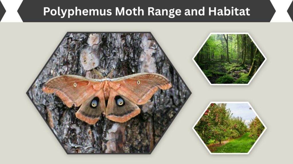 Polyphemus Moth Range and Habitat