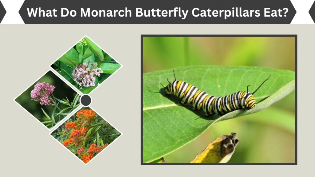 What Do Monarch Butterfly Caterpillars Eat?