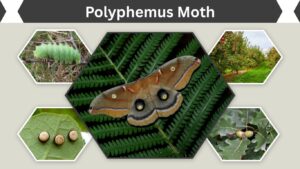 Polyphemus Moth: Identification, Habitat and Life Cycle