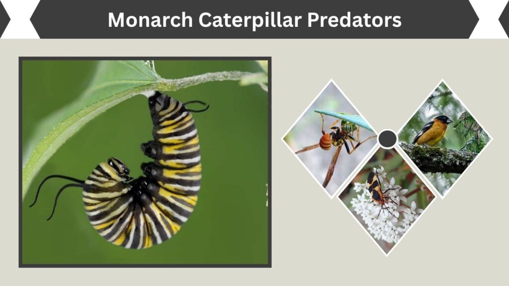 Monarch Caterpillar Predators