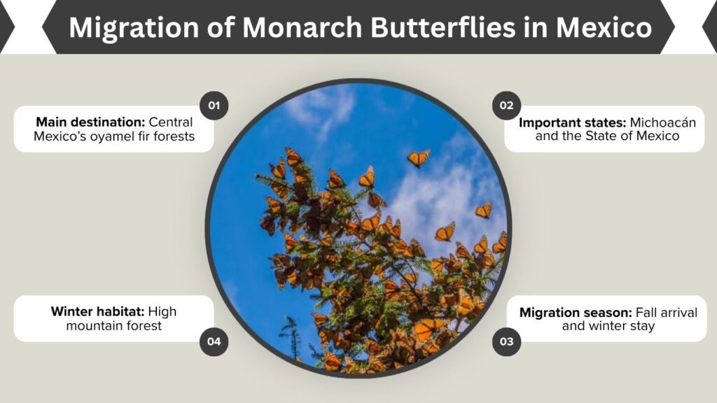 Migration of Monarch Butterflies in Mexico