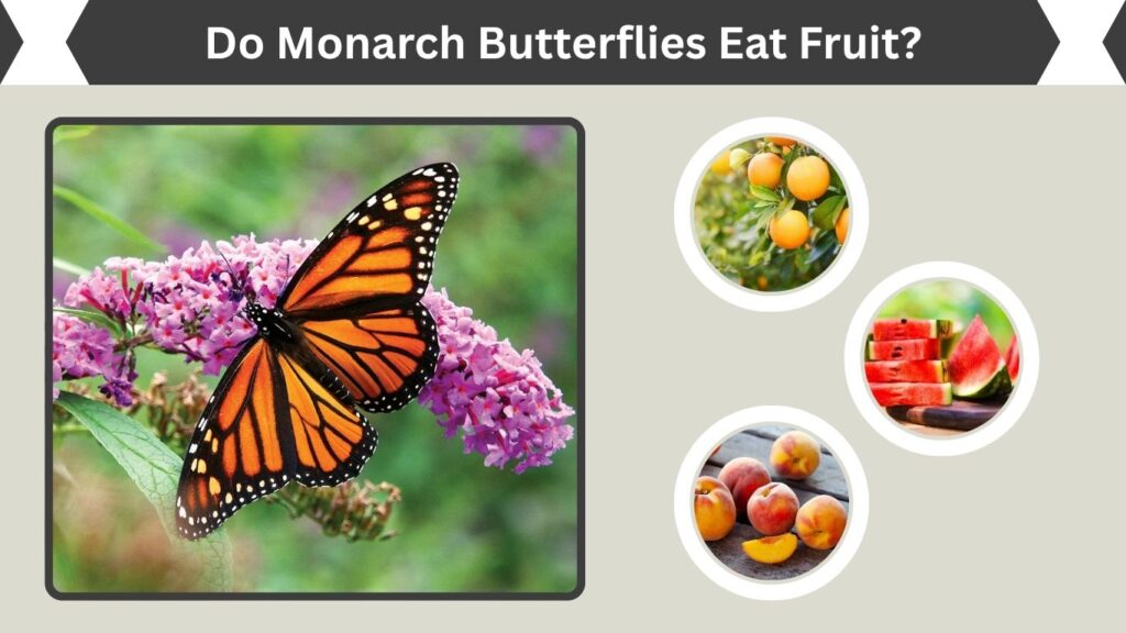 Do Monarch Butterflies Eat Fruit?