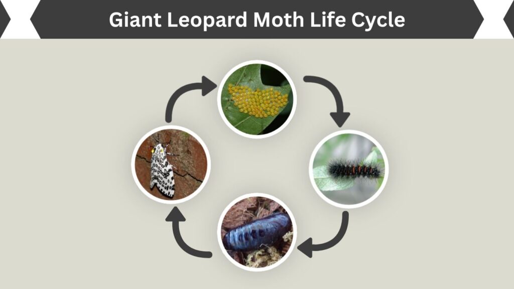Giant Leopard Moth Life Cycle