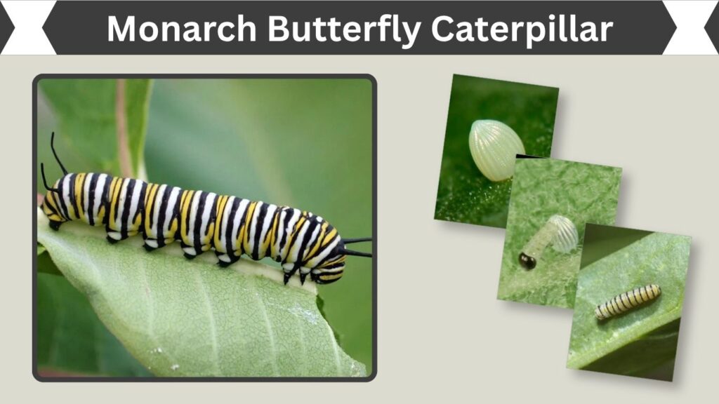 Monarch Butterfly Caterpillar: Identification, Stages & Care