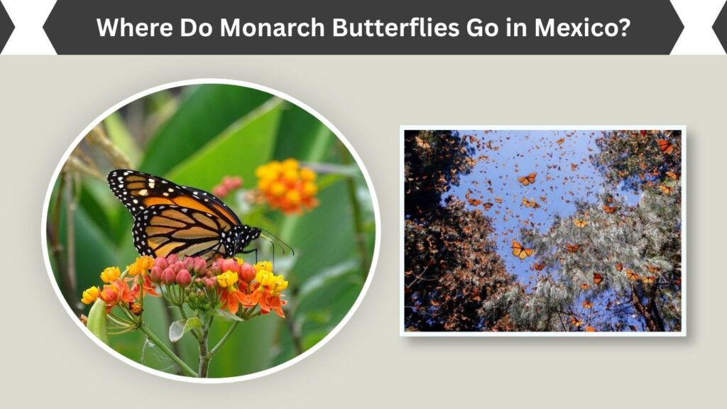 Where Do Monarch Butterflies Go in Mexico?