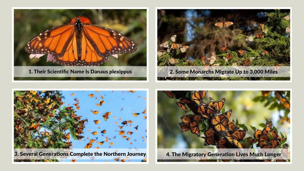 4 Interesting Facts About Monarch Butterflies