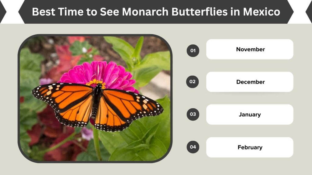 Best Time to See Monarch Butterflies in Mexico
