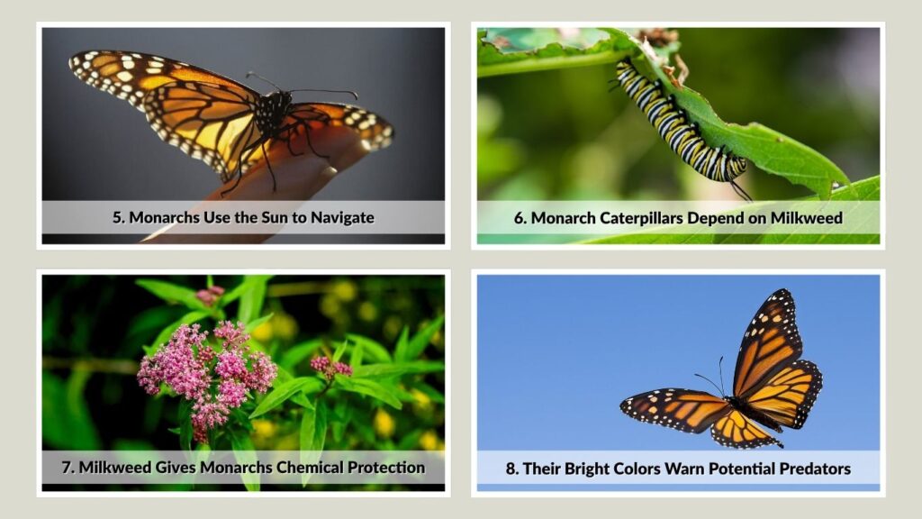 5. Monarchs Use the Sun to Navigate