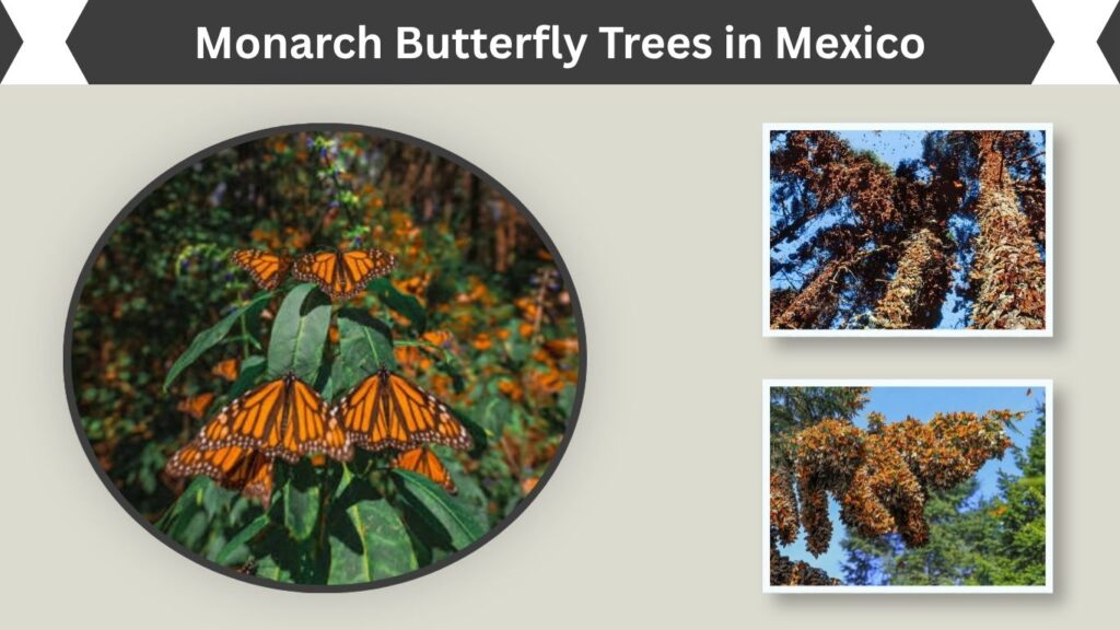 Monarch Butterfly Trees in Mexico