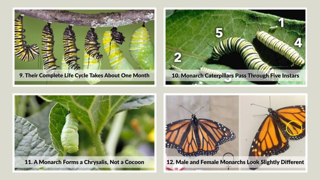 9. Their Complete Life Cycle Takes About One Month
