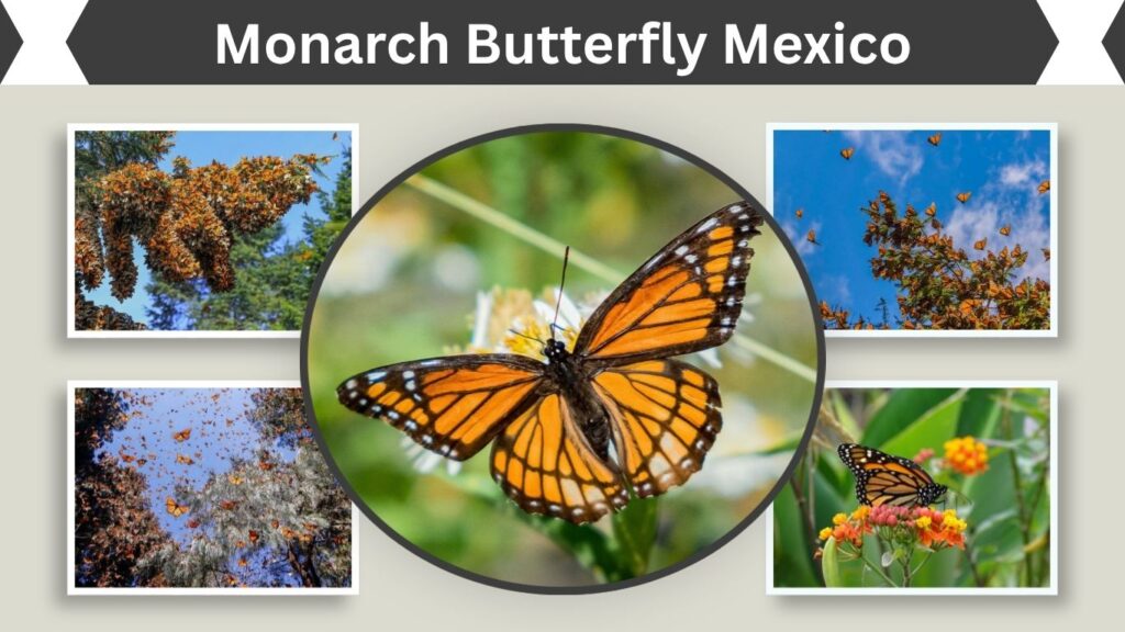 Monarch Butterfly Mexico: Migration, Reserves & Best Time
