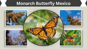 Monarch Butterfly Mexico: Migration, Reserves & Best Time
