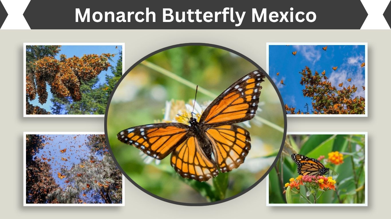 Monarch Butterfly Mexico: Migration, Reserves & Best Time