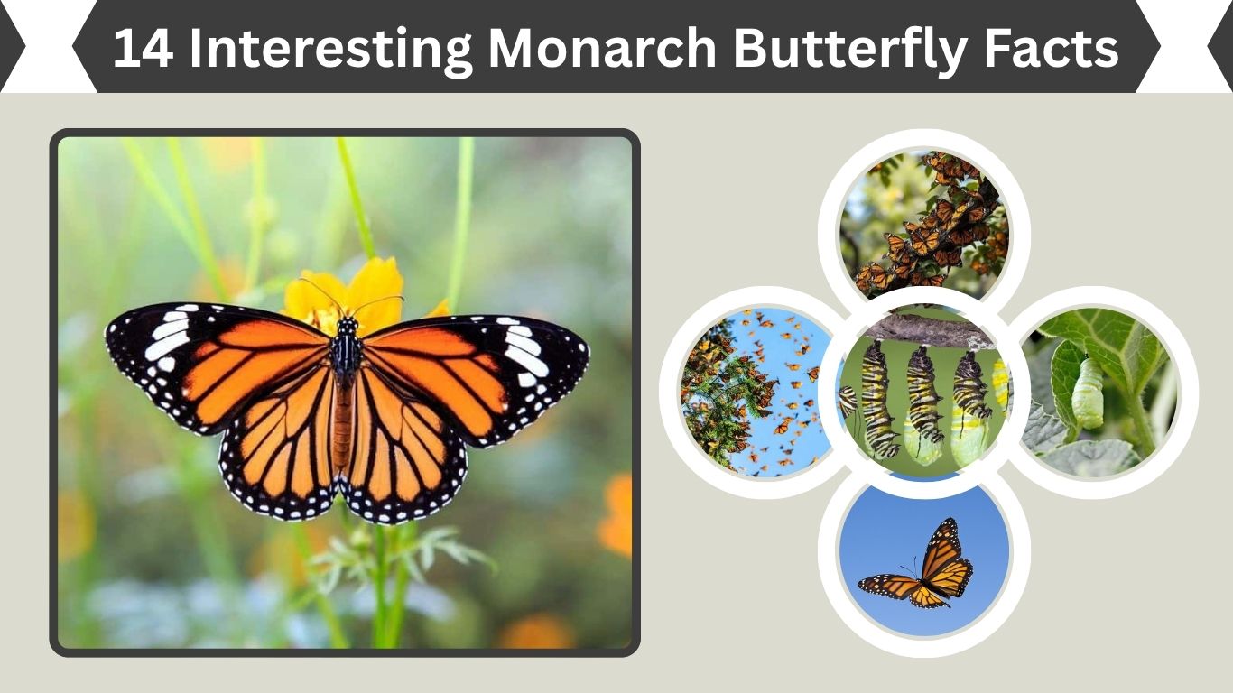 14 Interesting Monarch Butterfly Facts You Should Know
