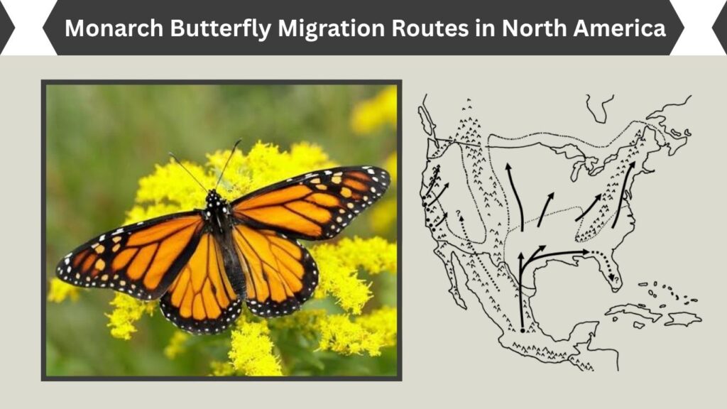 Monarch Butterfly Migration Routes in North America